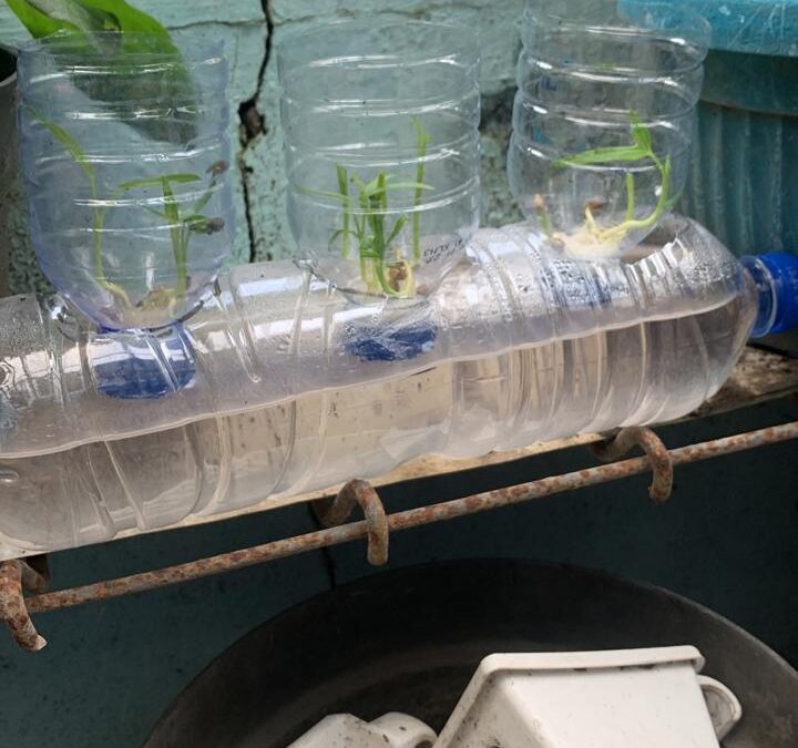 “Save Our Earth with Your Energy”Aksi Kecil Dampak Besar, Mahasiswa AM Bersama Siswa SD Laboratorium UM Menjaga Kelestarian Lingkungan Melalui Kegiatan Menanam Kangkung Dengan Botol Bekas